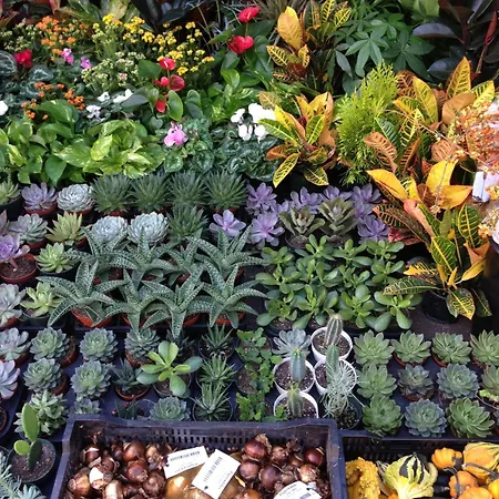 לינה וארוחת בוקר Il Picchio 3*