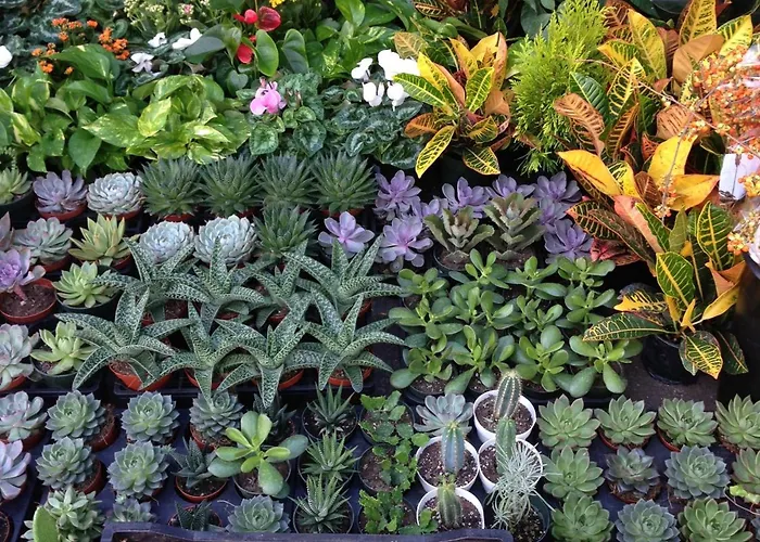 Alojamento de Acomodação e Pequeno-almoço Il Picchio 3*